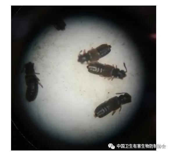 真相来了！食品厂封闭的洁净生产车间为什么会常出现隐翅虫？