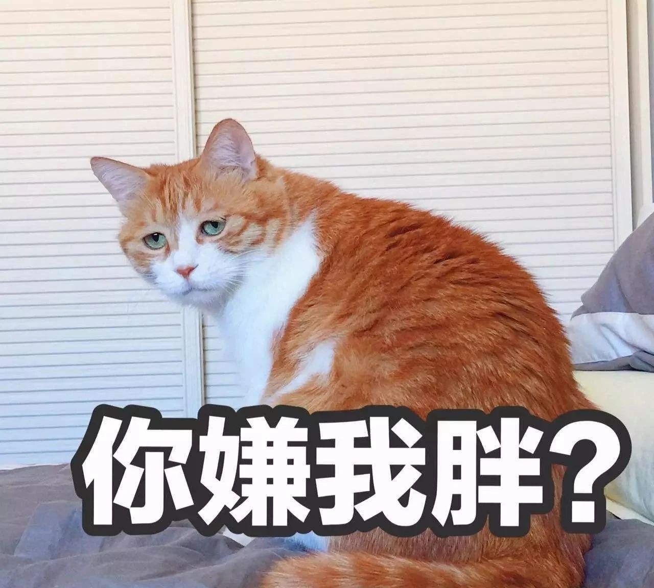 猫厌食是什么原因引起的,猫厌食怎么解决