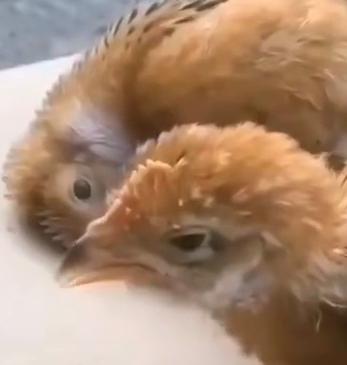 鸡咳嗽张嘴呼吸用什么药,鸡有呼噜声咳嗽是怎么引起的