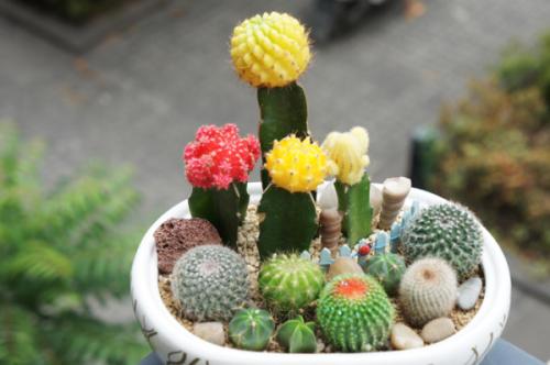 仙人掌死根的原因,为什么仙人掌越养越缩