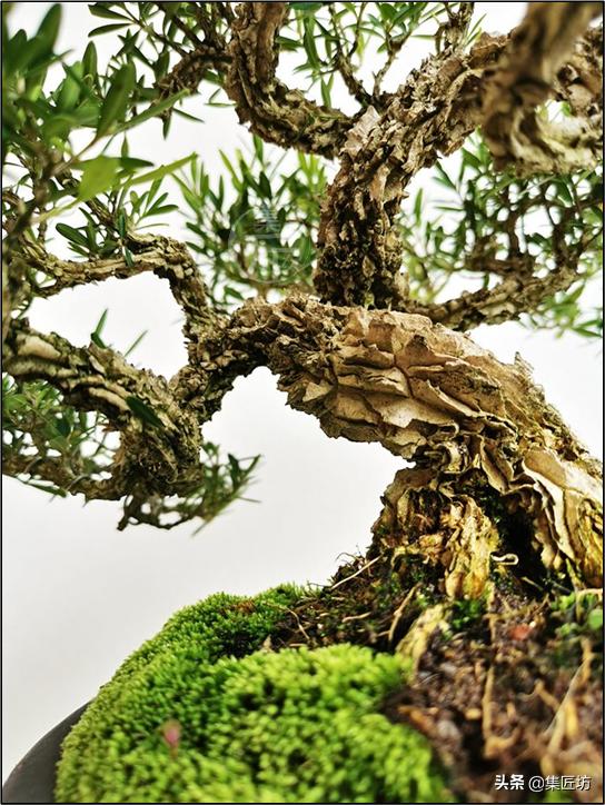 雀舌黄杨冬季掉叶,雀舌黄杨老叶枯萎掉落