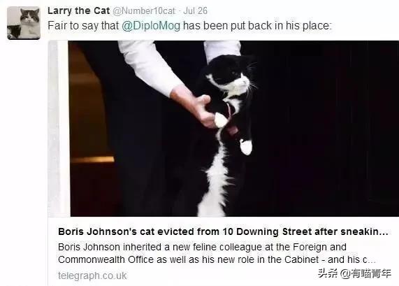 英国第一御猫,英国第一猫拉里视频