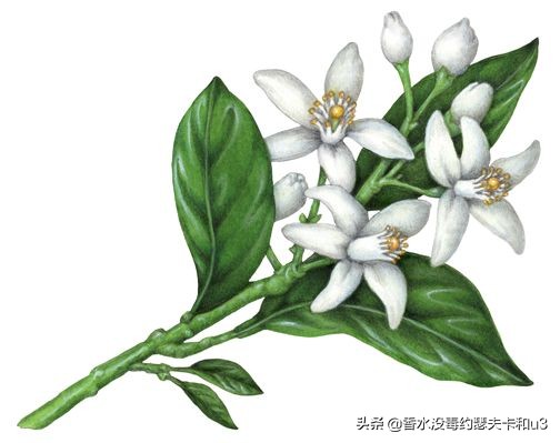 如果你喜欢银色山泉,那么今天的内容你必看