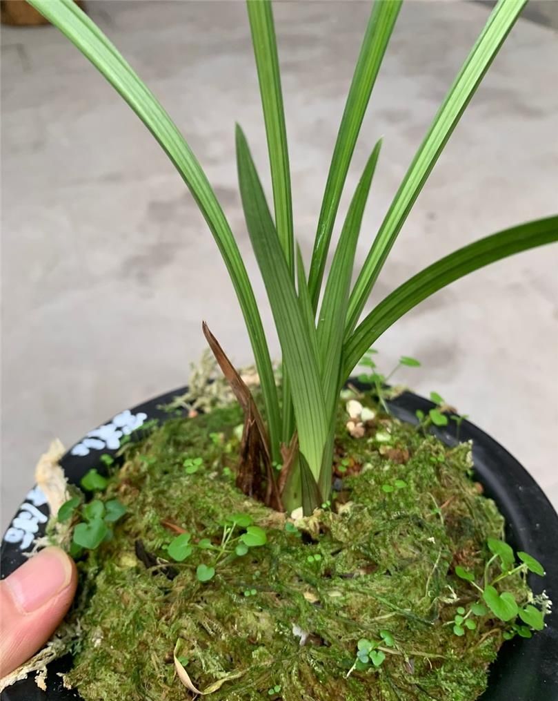 四川下山的一颗翻版蝉翼红荷，后来成为兰家争相收藏的精品