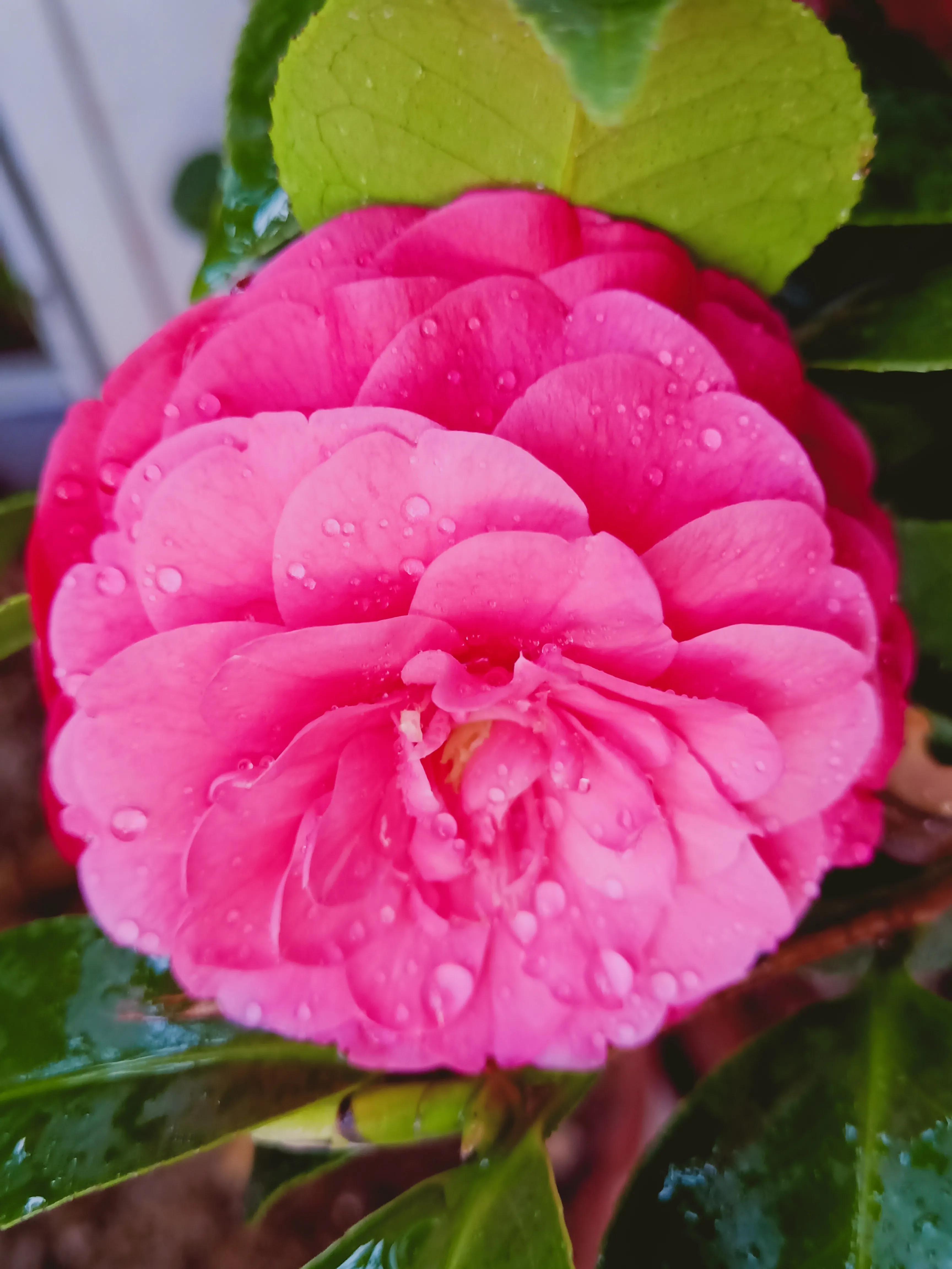 茶花状元红与六角大红区别,茶花状元红花期有多长时间