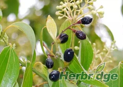 植物类天然香料,最香的食用天然植物香料