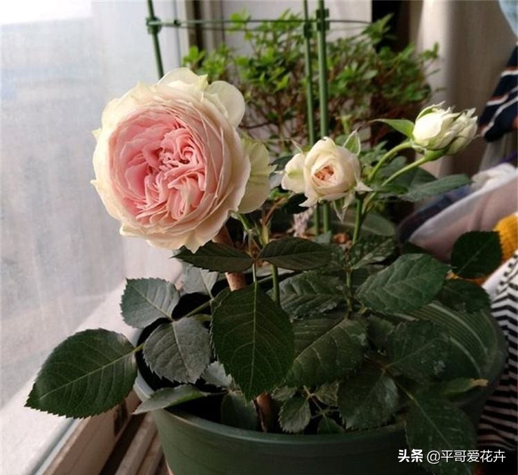 夏季室内小黑飞怎么消灭最彻底,防小黑飞的植物