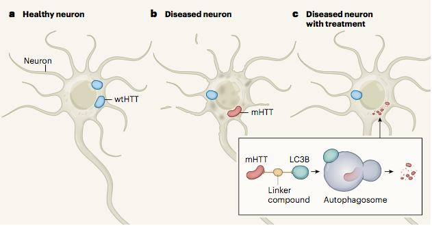 浜ㄥ环椤跨患鍚堢棁鑳芥不濂藉悧,娌荤枟浜ㄥ环椤跨梾鏂拌嵂