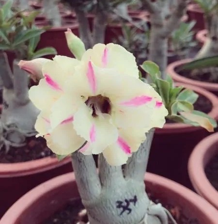 84个沙漠玫瑰品种，收起来慢慢看，待到来年春天选几种喜欢的养