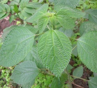 中药苎麻根,苎麻根与苎麻叶共用