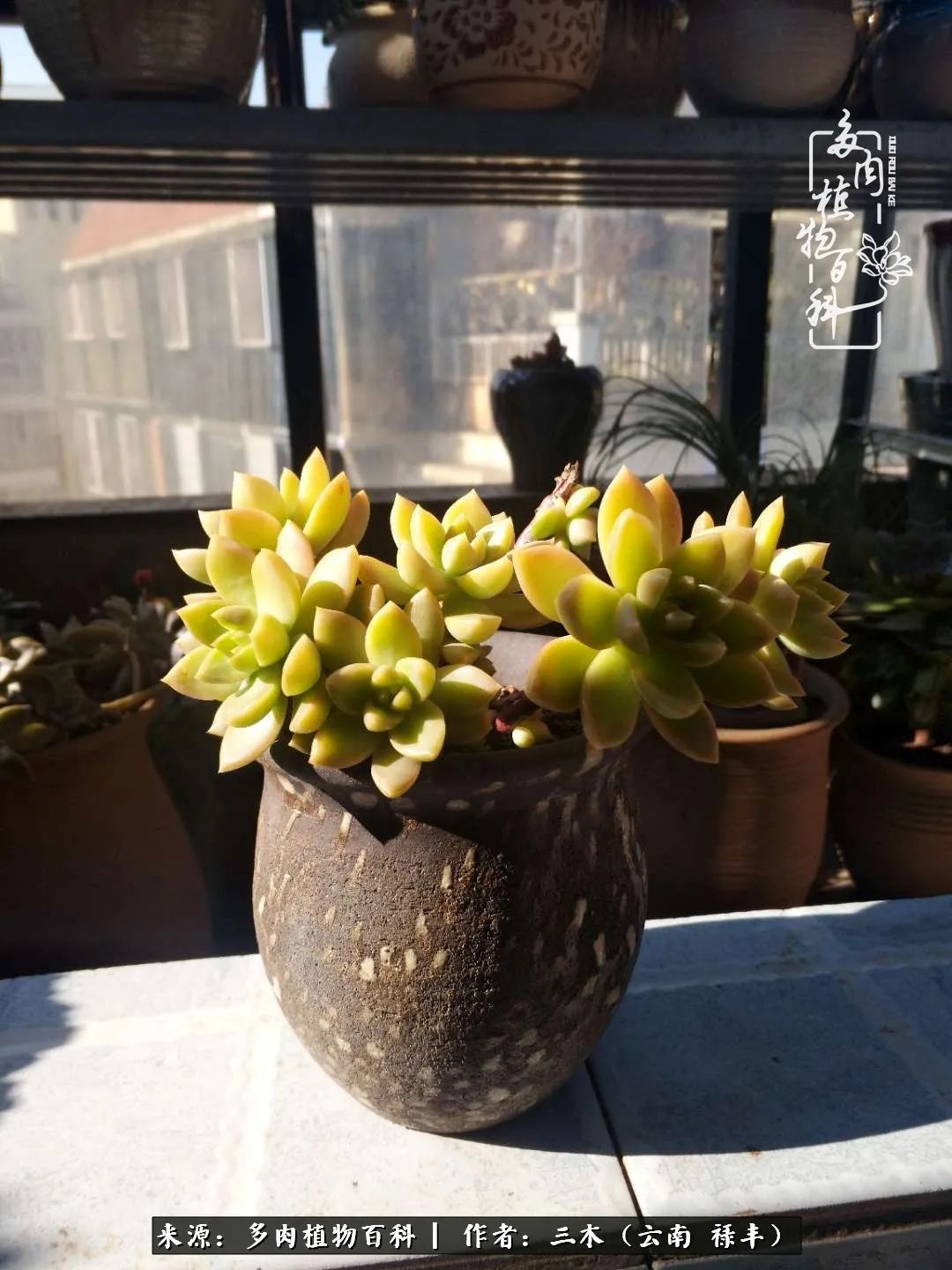 结缘多肉，阳台这一亩三分地就是我的世外桃源