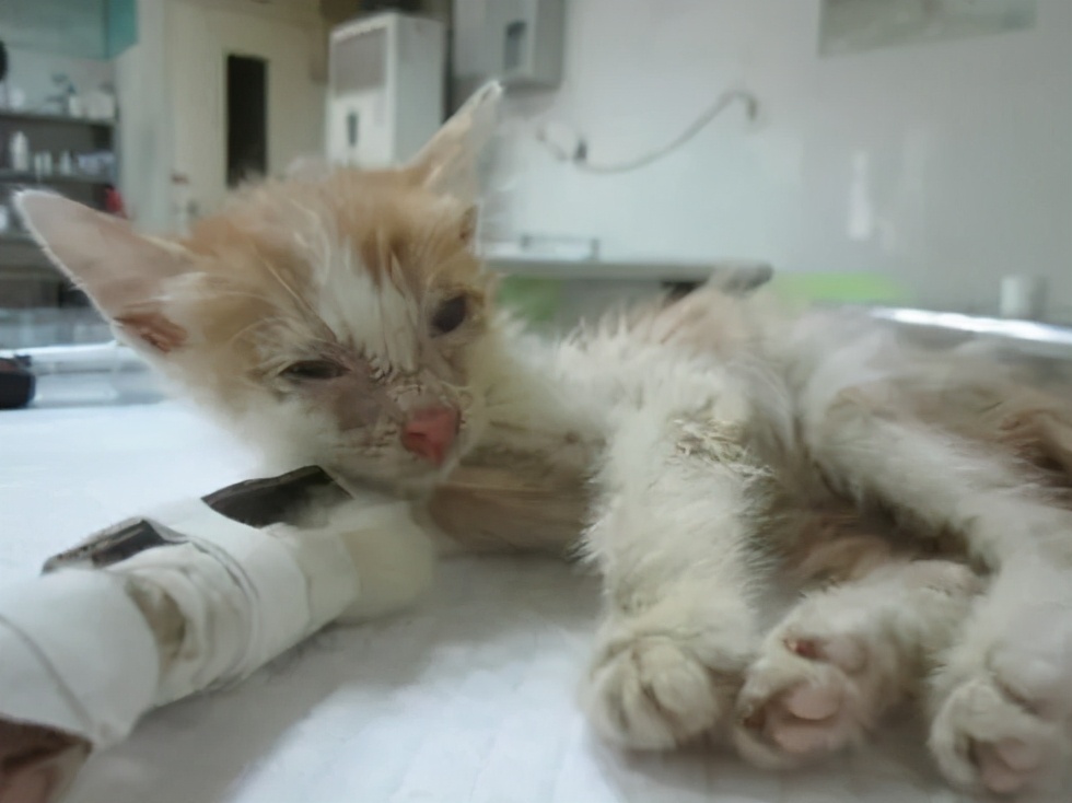 猫咪便便有血是什么原因,猫咪拉血便是怎么回事