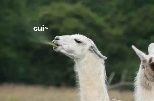 包括羊驼的十大神兽羊驼简介,最好的神兽羊驼
