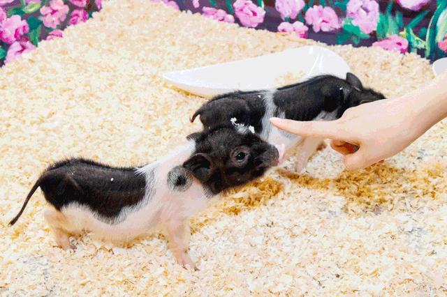 19.9包邮毛绒羊驼,羊驼9.9元秒杀直播