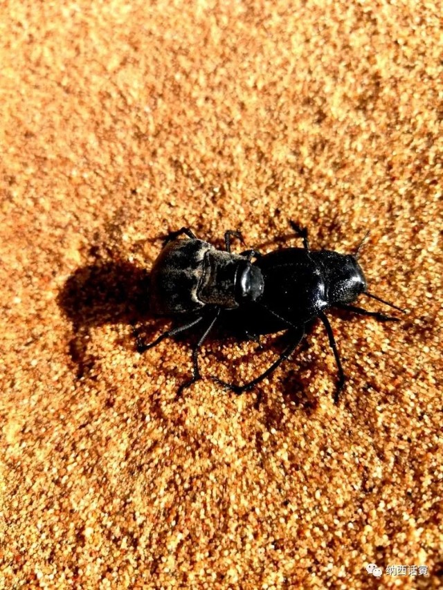 叶紫被雷劈穿越到异界,关于叶紫的穿越小说