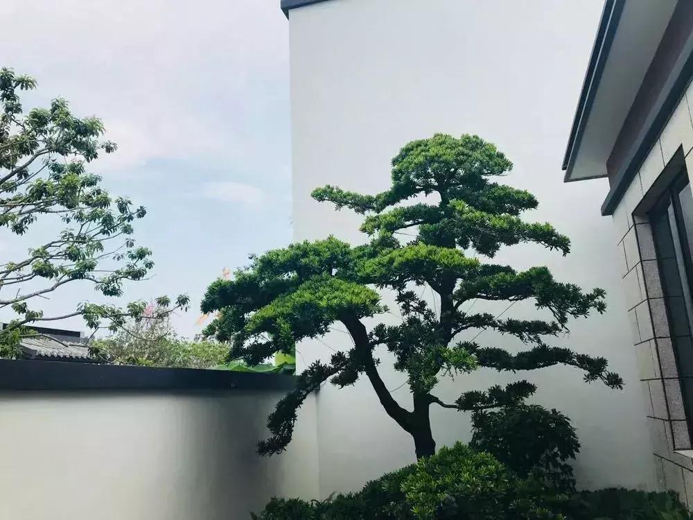 家里种哪些树招财又旺宅,院子什么树最旺财又旺家