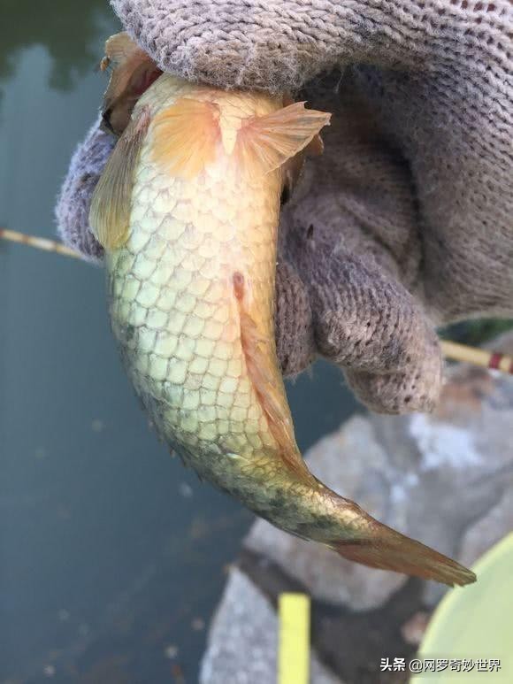 蛇皮鱼泛滥成灾,赣州野生蛇皮鱼