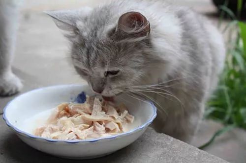 猫咪不能吃辣是对的吗,猫咪不能吃油炸食品吗
