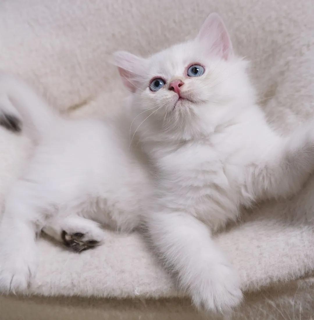 哺乳期的猫咪能不能驱虫,哺乳期的狗狗可以驱虫吗