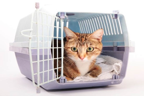 过年放鞭炮猫咪害怕怎么办？了解一下正确的处理方式