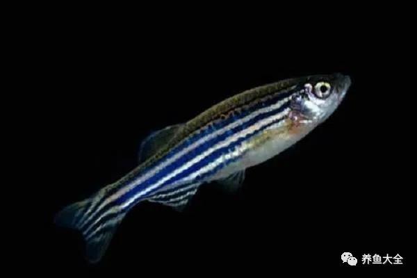 懒人养鱼用什么鱼缸养什么鱼,什么鱼最好养又适合懒人养