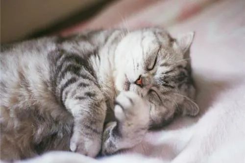 狗中暑怎么办狗狗中暑急救指南,猫咪中暑的症状和急救措施视频