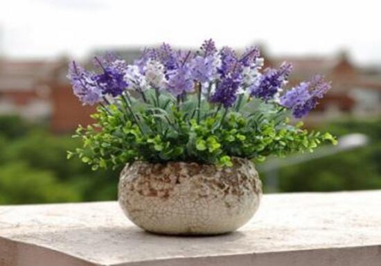 薰衣草扦插繁殖方法和时间,正确的薰衣草的扦插方法是什么