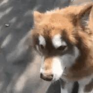 今日表情包第三弹图片,今日表情包收藏