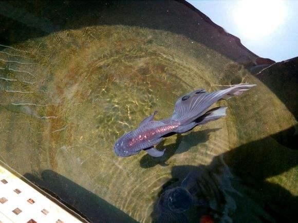 精品皮球珍珠金鱼图片,龙睛珍珠鳞金鱼