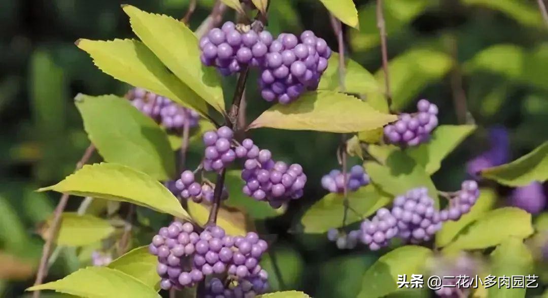 365种·常见花卉图谱，观果和多肉植物收藏篇