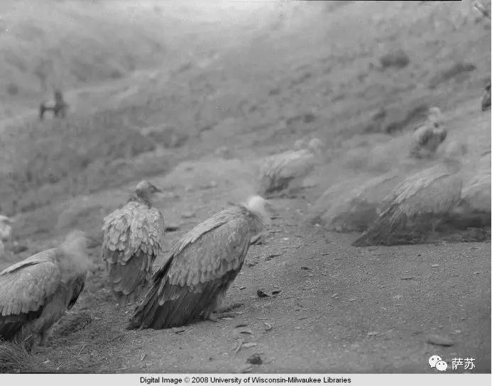 阿拉伯土豪买飞机,阿拉伯土豪买猎鹰