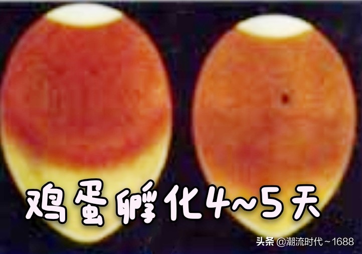 怎么孵化小鸡宝宝,怎么孵化小鸡不用孵化箱和电热毯