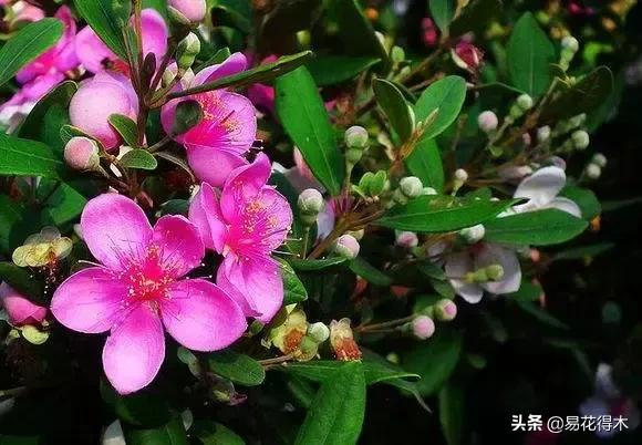 桃金娘的正确使用方法,桃金娘1月份怎么养