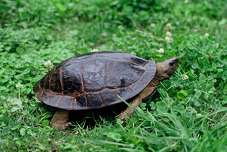 水陆两栖龟选什么龟,水陆两栖龟陆龟怎么区别
