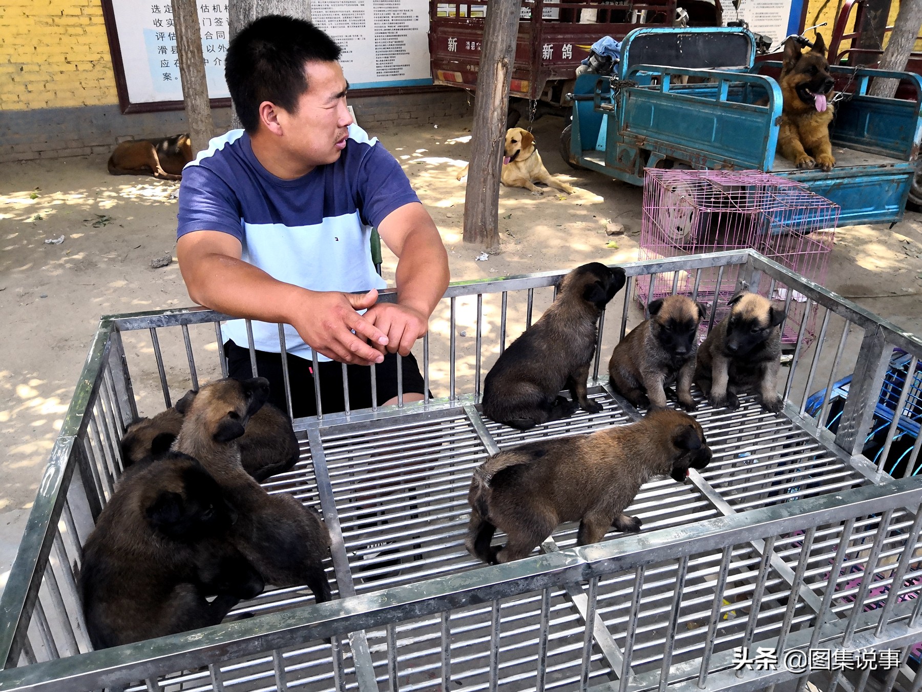 宠物狗市场博美犬真实价格,200元一只博美犬同城购买