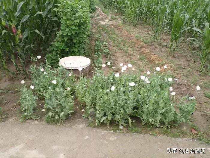 “大烟”苗当青菜种通辽两人被查处...