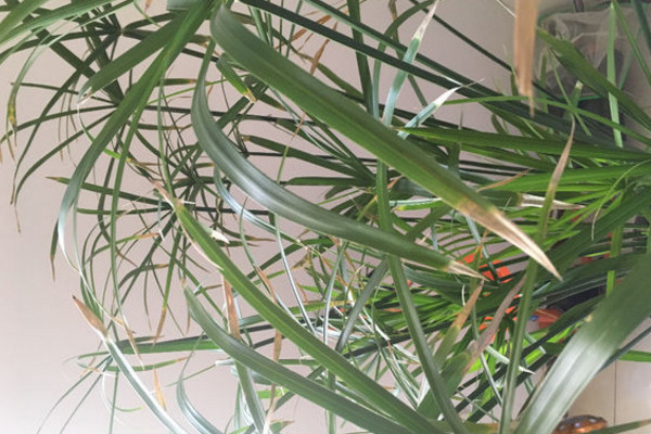 水竹叶子尖黄咋回事,水竹叶子又小还发白怎么办