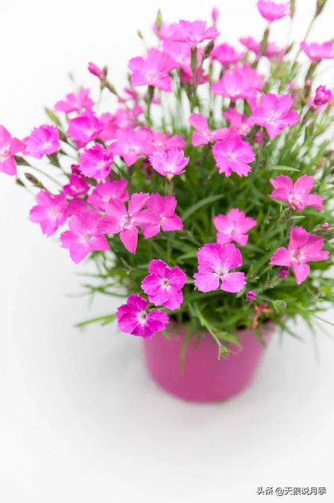 盘点每个世界第一关最强的植物,有哪些可以卡无敌的植物