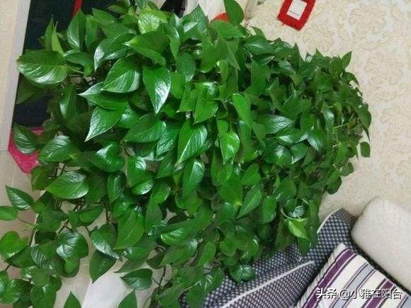 绿萝冬天冻死了明年又发芽,绿萝受冻可以缓过来