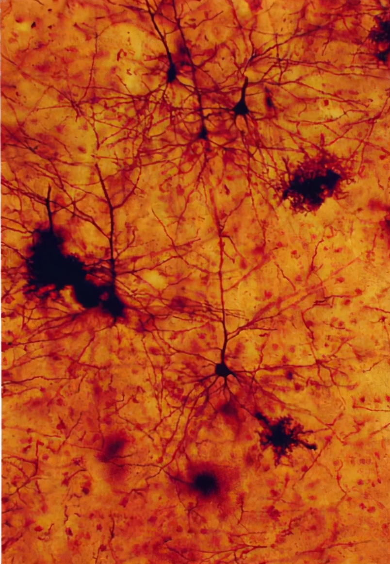 心理学的生物学基础知识,生物心理学知识书籍