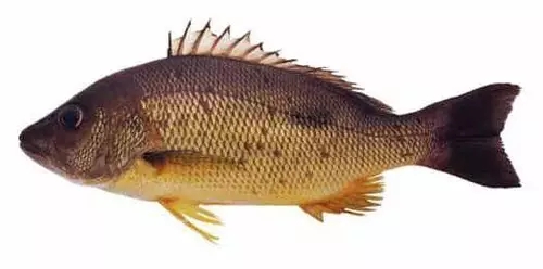 目前最顶级的海鲜鱼,世界上最顶级的海产鱼类