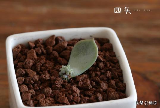 白牡丹叶插苗有多好养,白牡丹徒长修剪