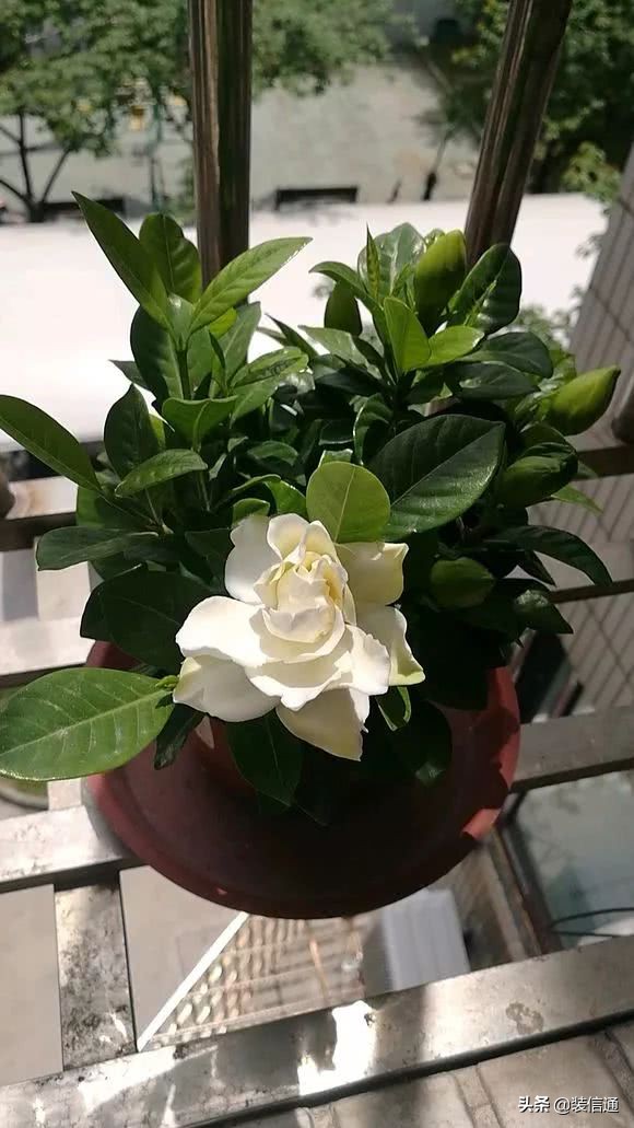 养花热门小常识大全,养花的几个小常识视频