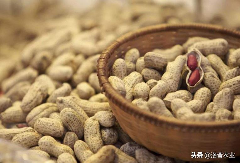 花生芽苗菜种植技术视频,花生种植技术视频完整版