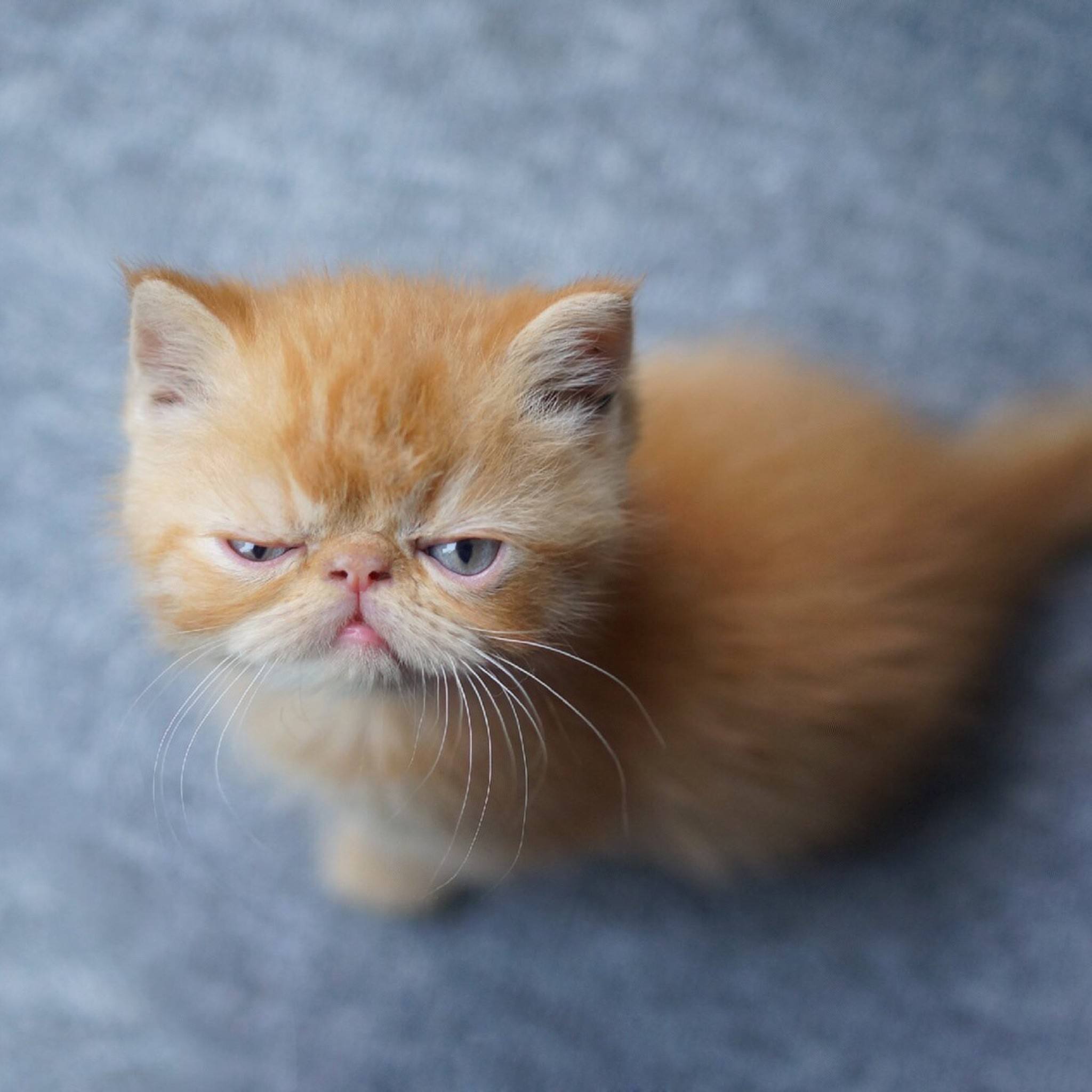 五本甜宠的都市言情小说,五本现代言情