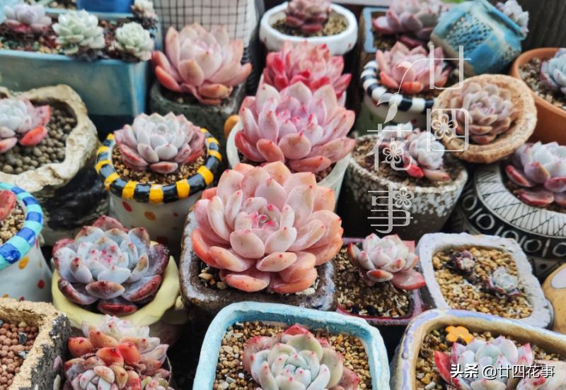 给多肉选花盆，除了看颜值外，还有3个关键指标，直接关系钱包