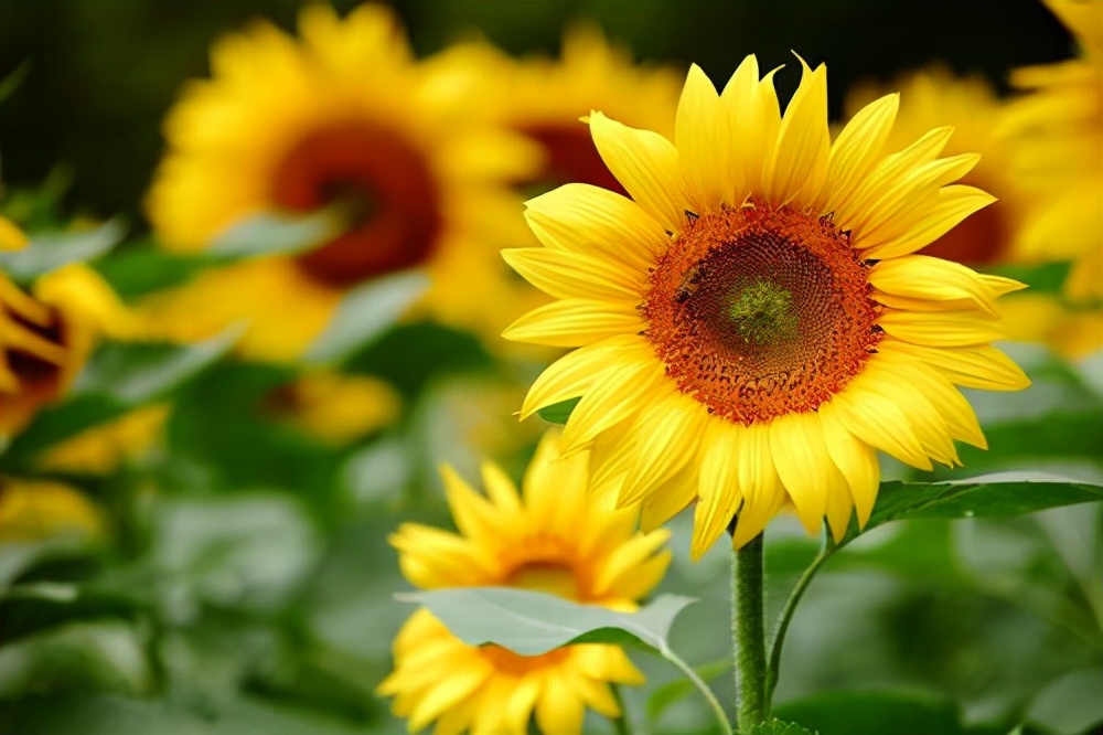 花卉绿植种植大全,温室常见的花卉