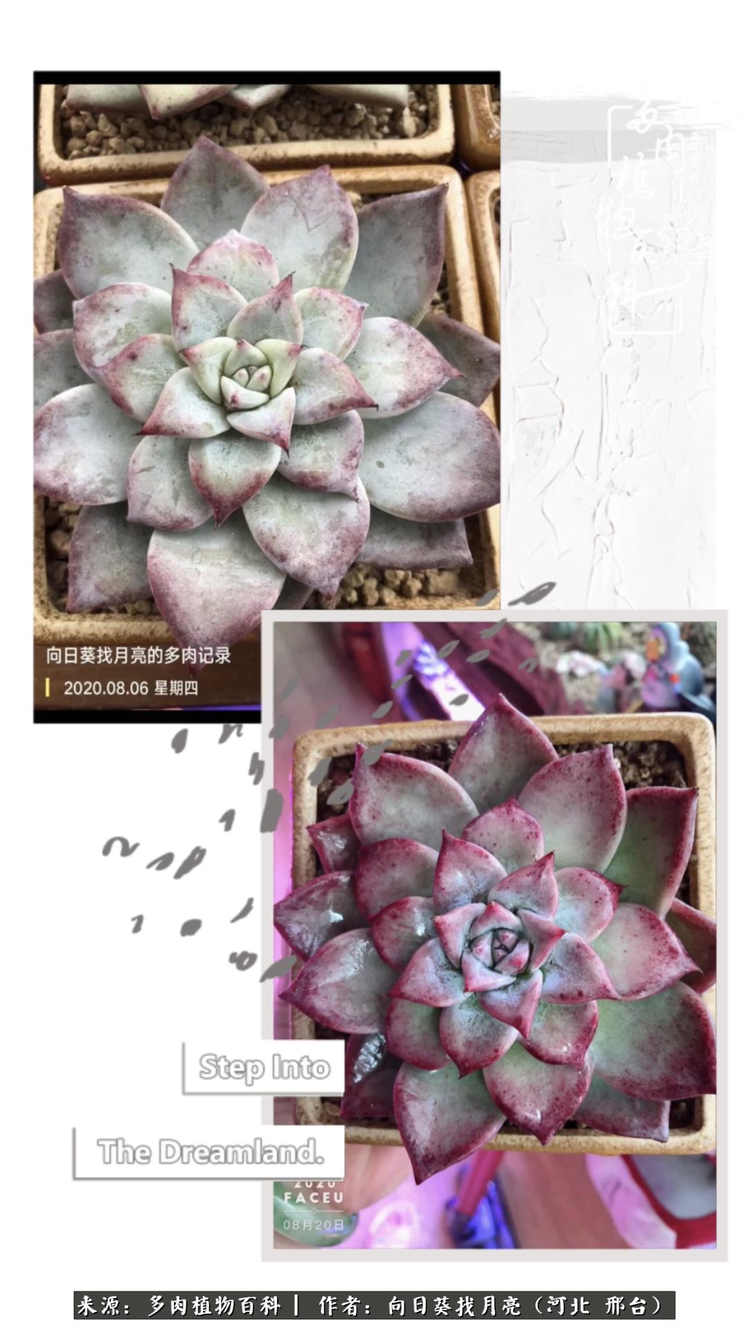 耐高温适合露养的多肉,冬日的露养多肉