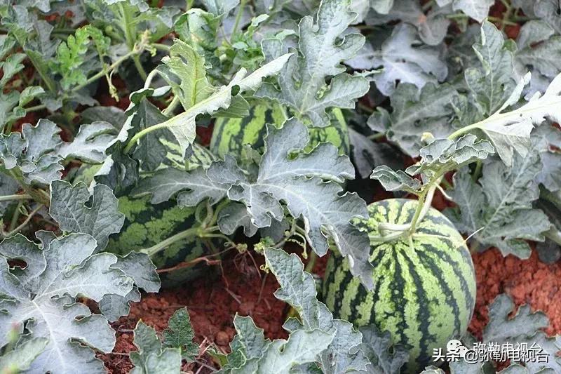 弥勒千亩西瓜熟了！黄心瓜、红心瓜、小香瓜…你喜欢哪种？