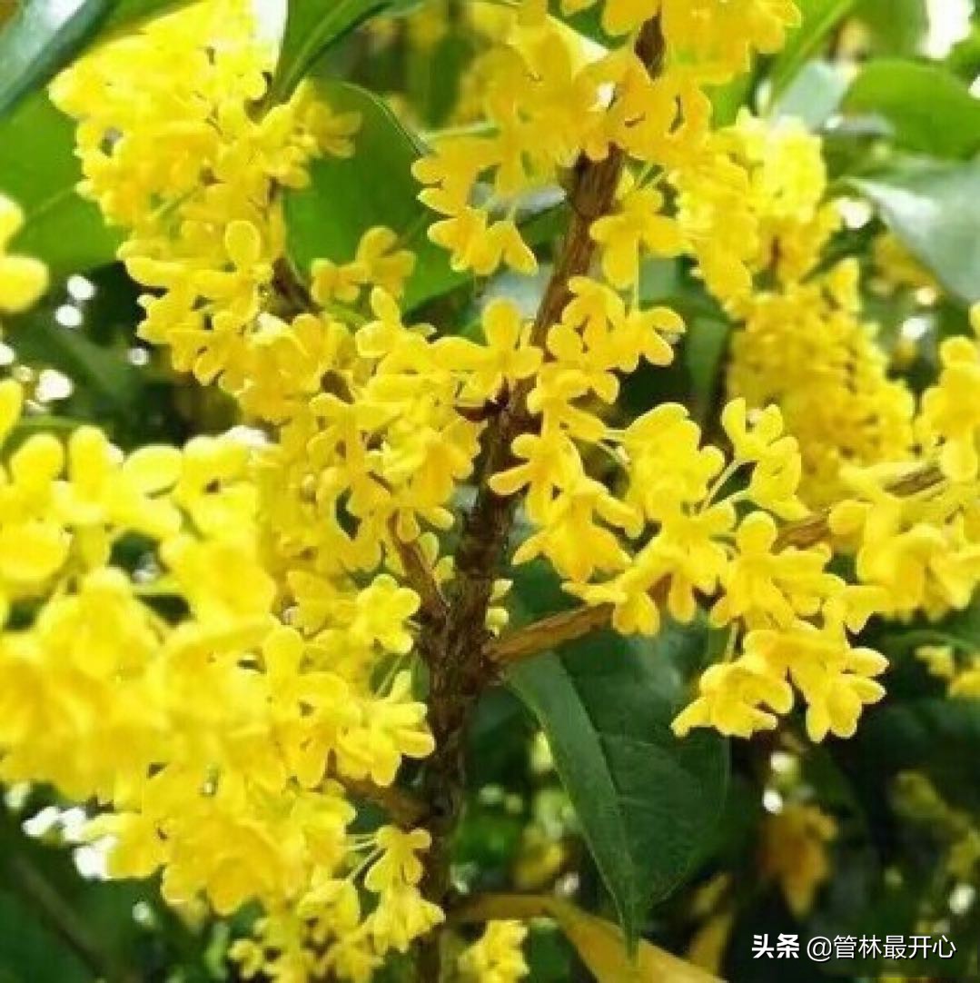 文人骚客喜欢用植物中的什么,古代文人志士喜爱哪些植物